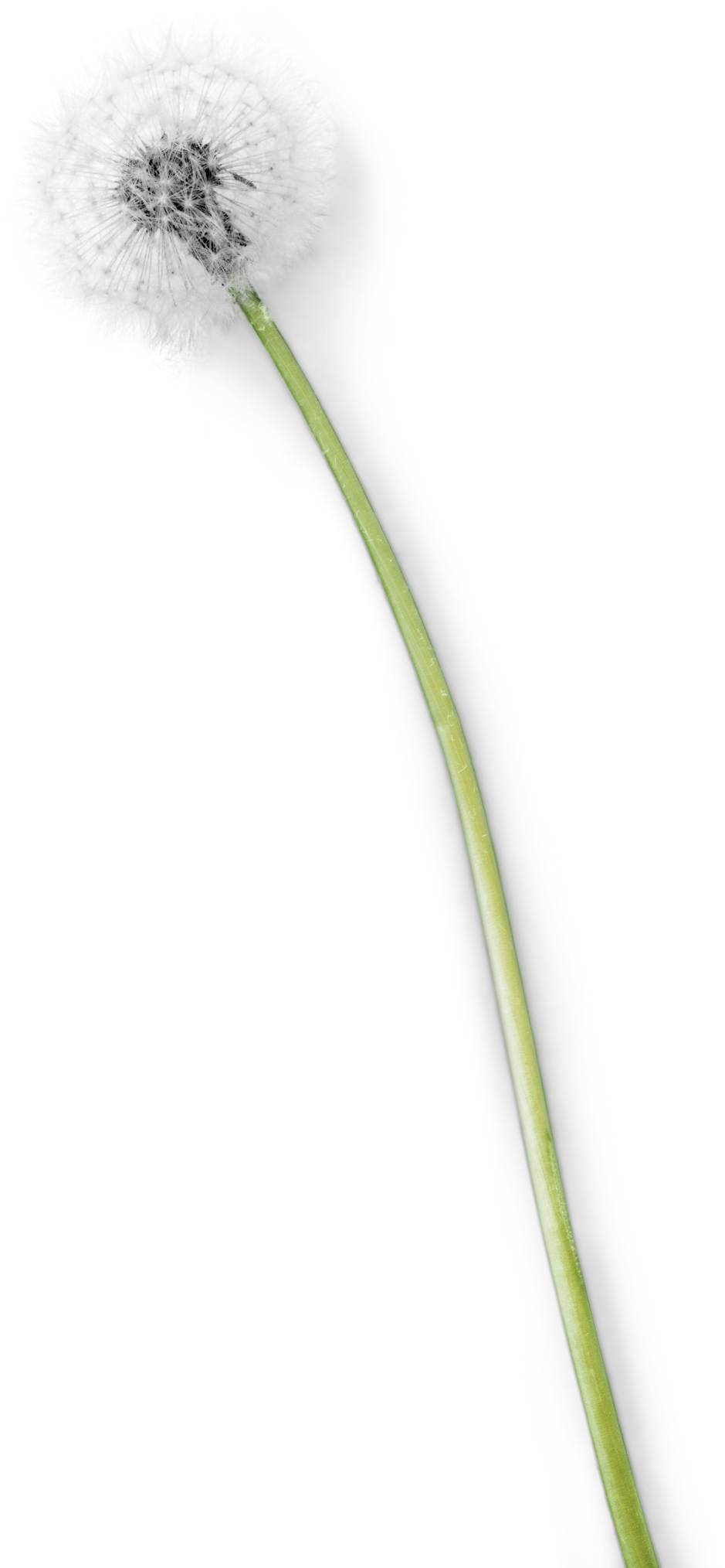 Single Dandelion Blowball